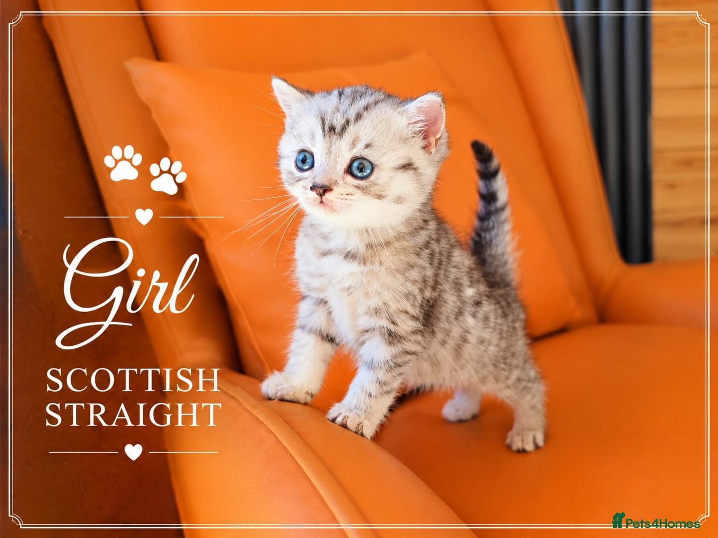 Scottish Fold cats for sale: Scotish Fold Kittens - Advert 1