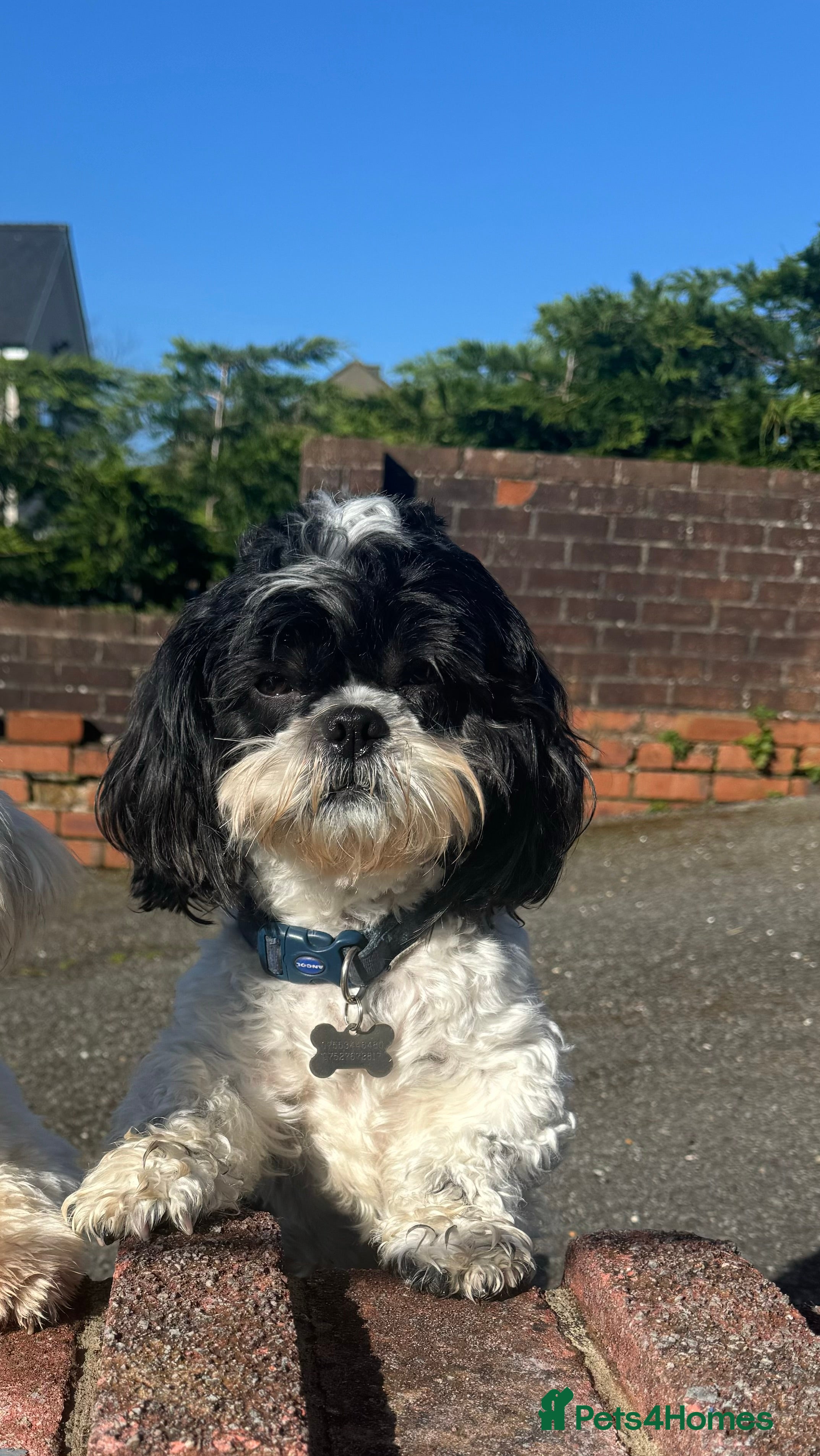 Shih Tzu dogs Alffi Our Family ShihTzu is Available for Stud. in Caernarfon - Advert 1