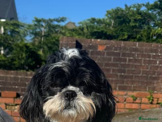 Shih Tzu dogs Alffi Our Family ShihTzu is Available for Stud. in Caernarfon - Advert 7