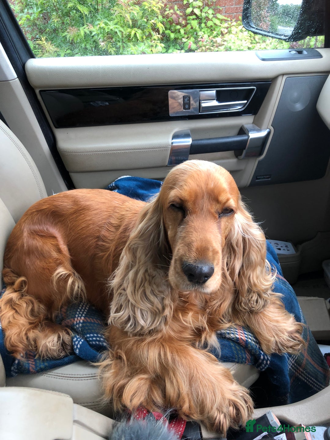 Cocker Spaniel dogs for sale: Pure beautiful show cocker spaniel puppies  - Image 26