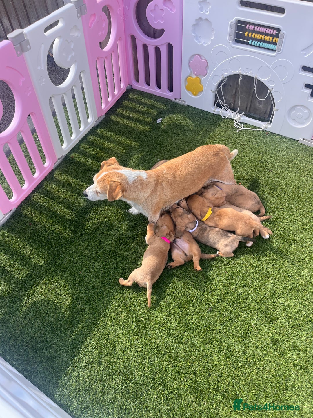 Mixed Breed dogs for sale: 7 beautiful jackshund puppies for sale - Image 20