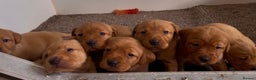Labrador Retriever dogs for sale: KC Reg Fox Red Labrador Puppies Health Tested - Advert 3