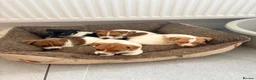 Jack Russell dogs for sale: Traditional Jack Russell Puppies - Advert 1