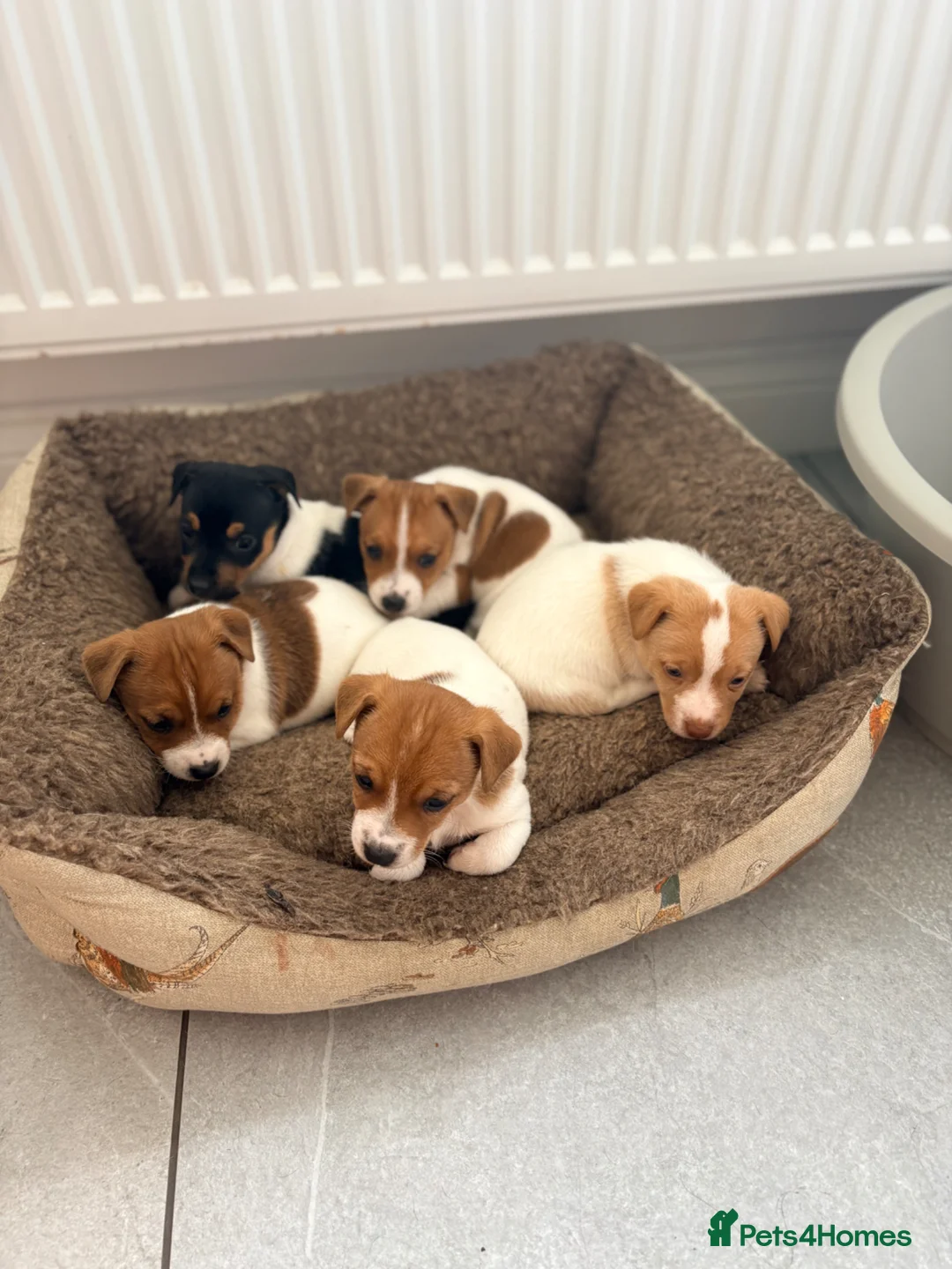 Jack Russell dogs for sale: Traditional Jack Russell Puppies - Advert 1