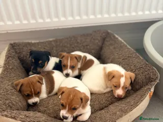 Jack Russell dogs Traditional Jack Russell Puppies - Advert 6