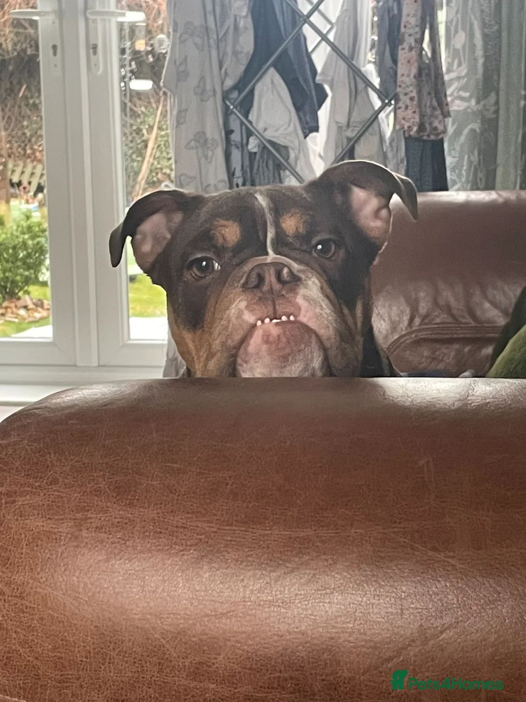 English Bulldog dogs for sale: BUDDY  in Manchester - Advert 3