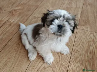Shih Tzu dogs ♥️ A queen of relaxation and cuddles shih tzu.😍😘 - Advert 4