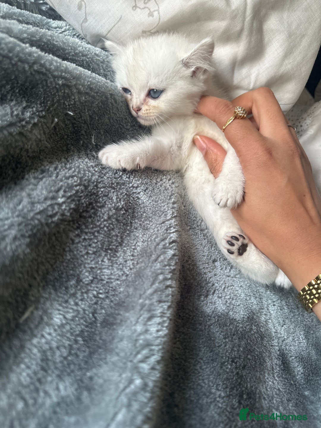 Persian cats for sale: Beautiful British shorthair silver tip mix breed - Image 3