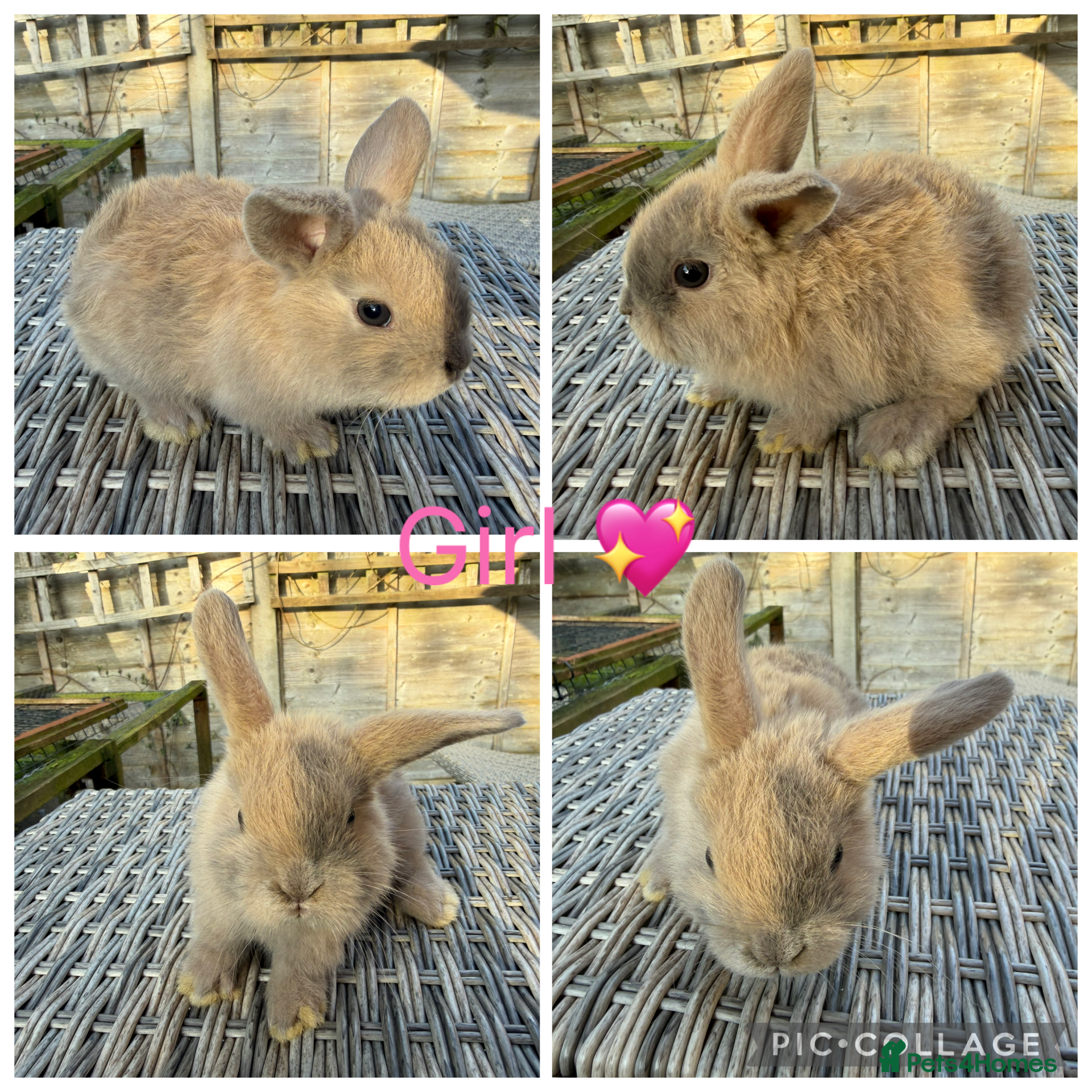 Mini Lop rabbits 2 stunning purebred sister mini lops 🥰 - Advert 17