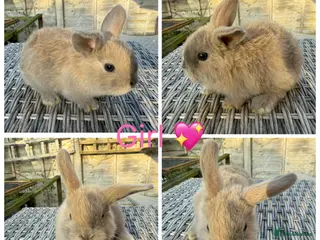 Mini Lop rabbits 2 stunning purebred sister mini lops 🥰 - Advert 17