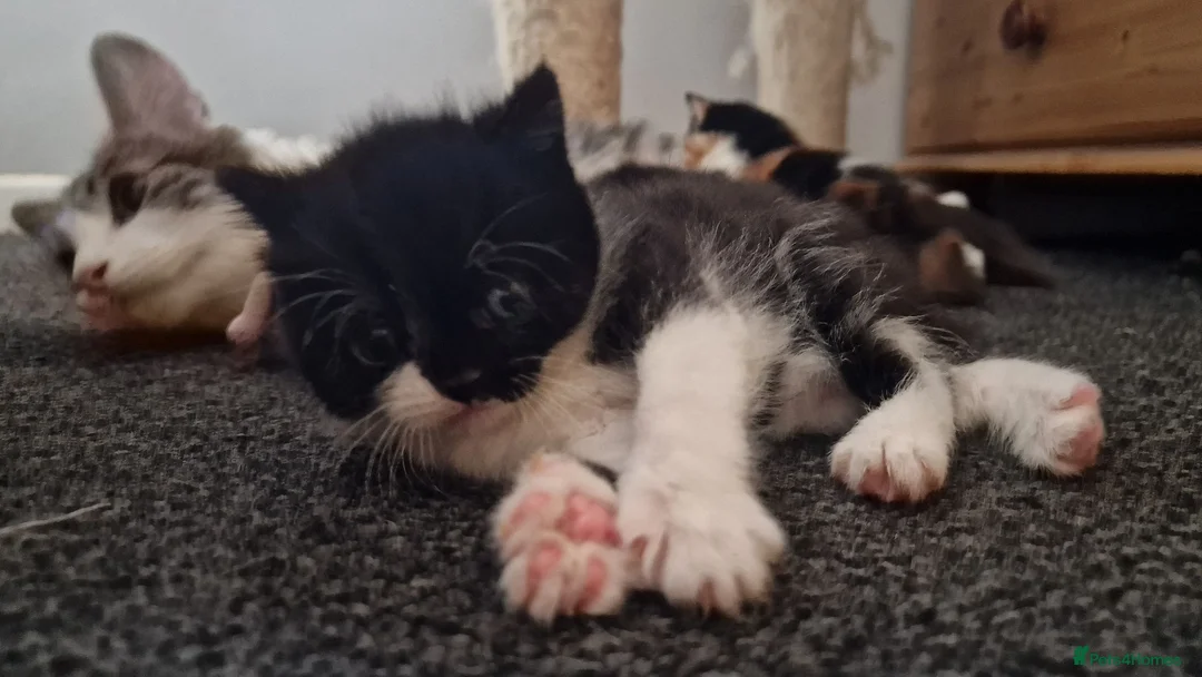 Exotic cats for sale: 2 male exotic cross kittens  - Advert 12