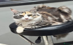Maine Coon cats for sale: 10 month female reg active pedigree maincoon - Image 3