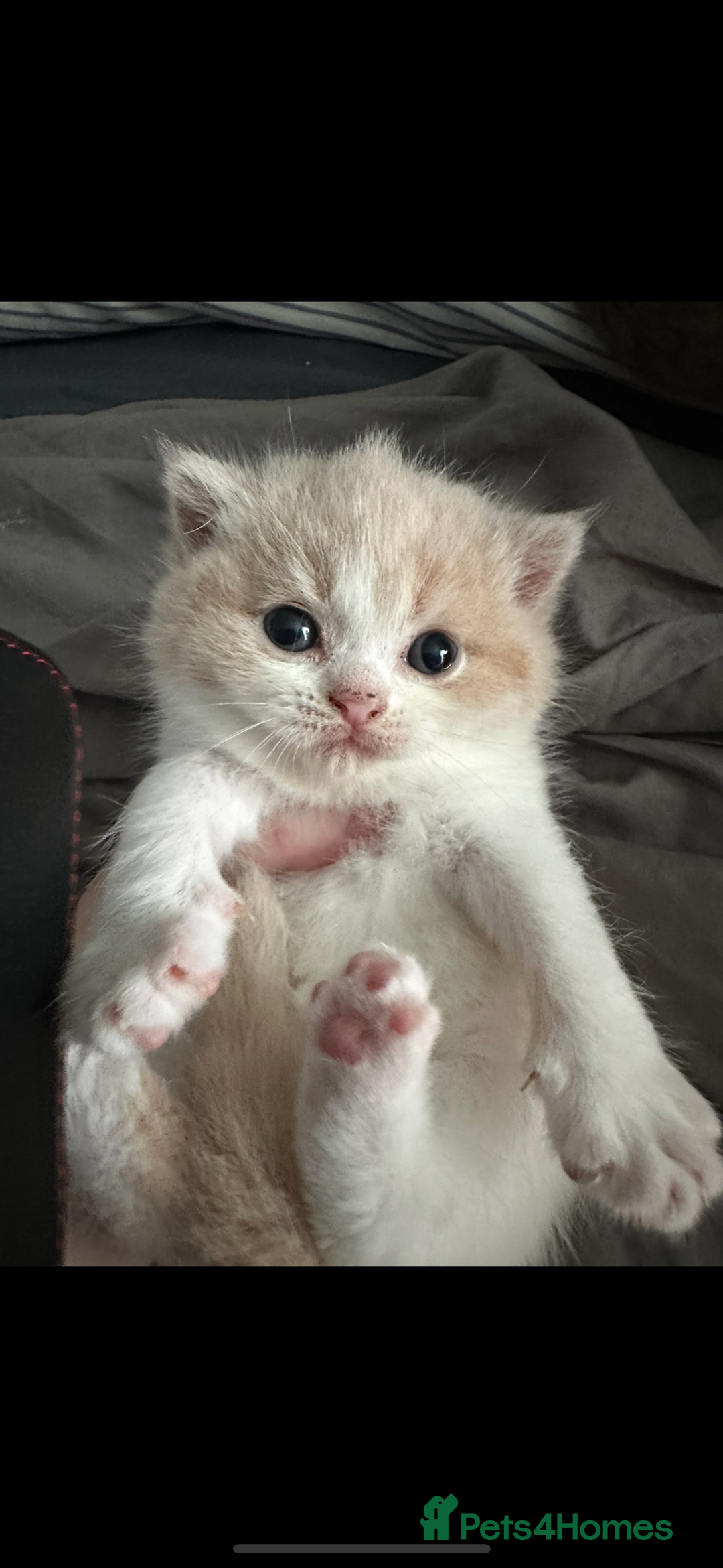 British Shorthair cats for sale: Ready now Female cream bicolour BSH - Advert 5