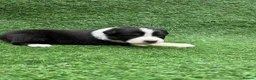 Australian Shepherd dogs for sale: Australian Shepherd Puppies  - Advert 17