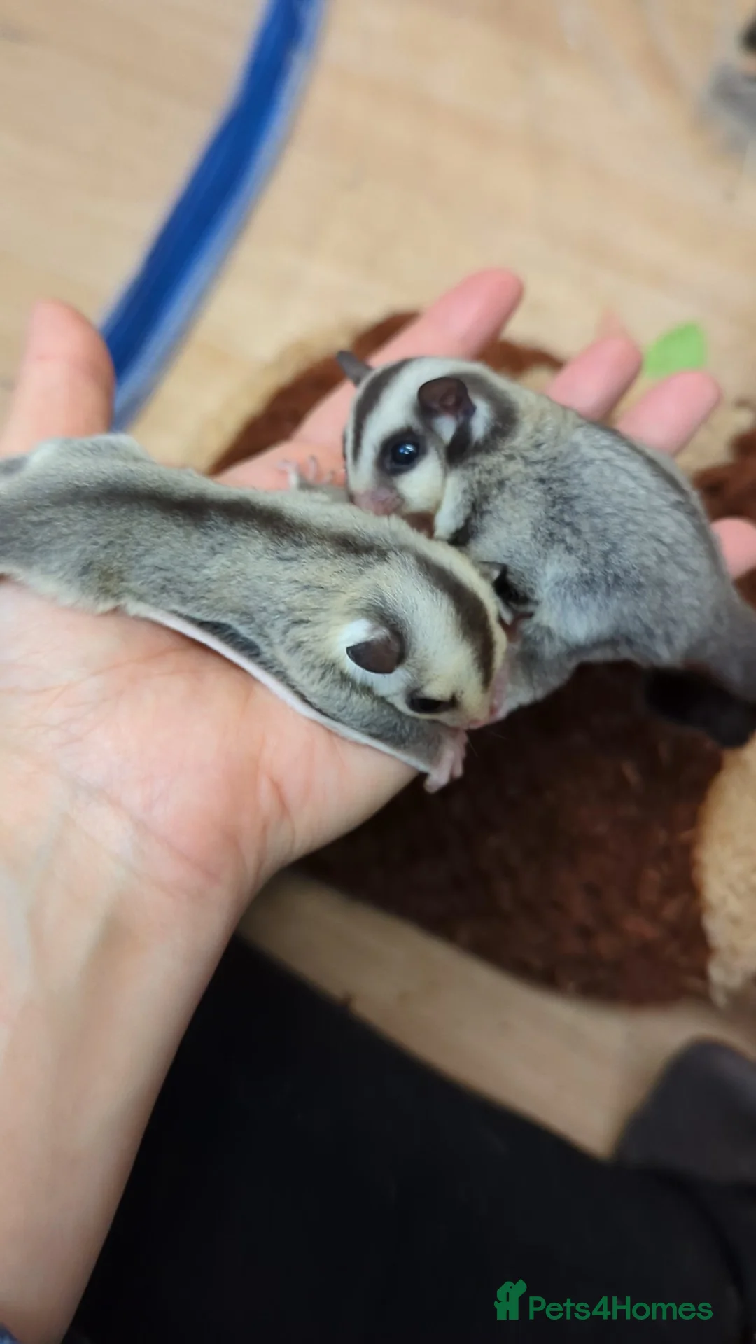 Mouse rodents for sale: Sugar Gliders. SOLD BUT MORE AVAILABLE SOON - Advert 3