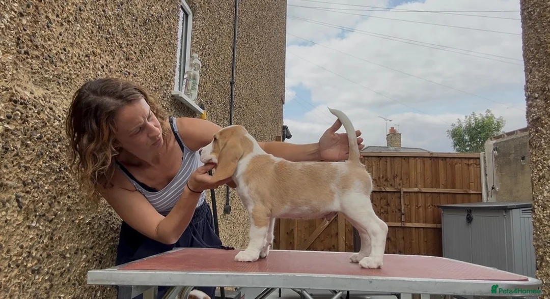 Beagle dogs for sale: Exceptional Breed Beagle Puppies - Advert 2