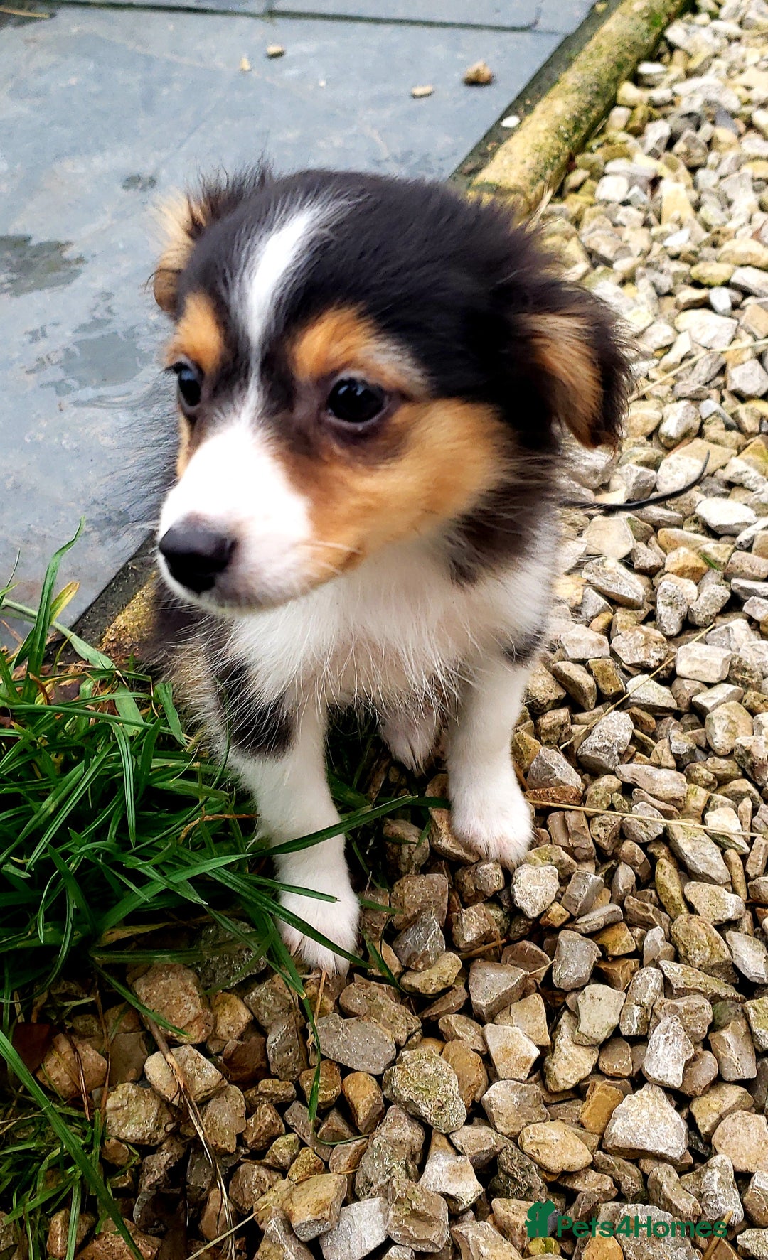 Australian Shepherd dogs for sale: Miniature Australian Shepherds ASDR - Advert 6