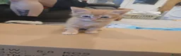 Domestic Shorthair cats for sale: Kittens - Advert 11