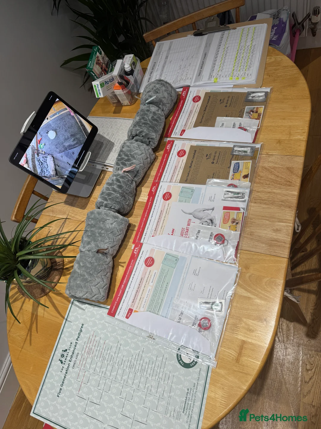 Miniature Dachshund dogs for sale: Chocolate & Tan KC Miniature Dachshund Puppies - Advert 20