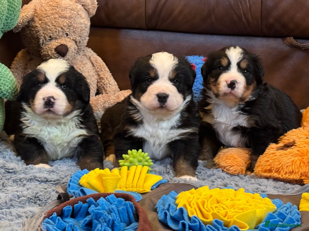 Bernese Mountain Dog dogs for sale: Beautiful KC Litter  - Advert 10