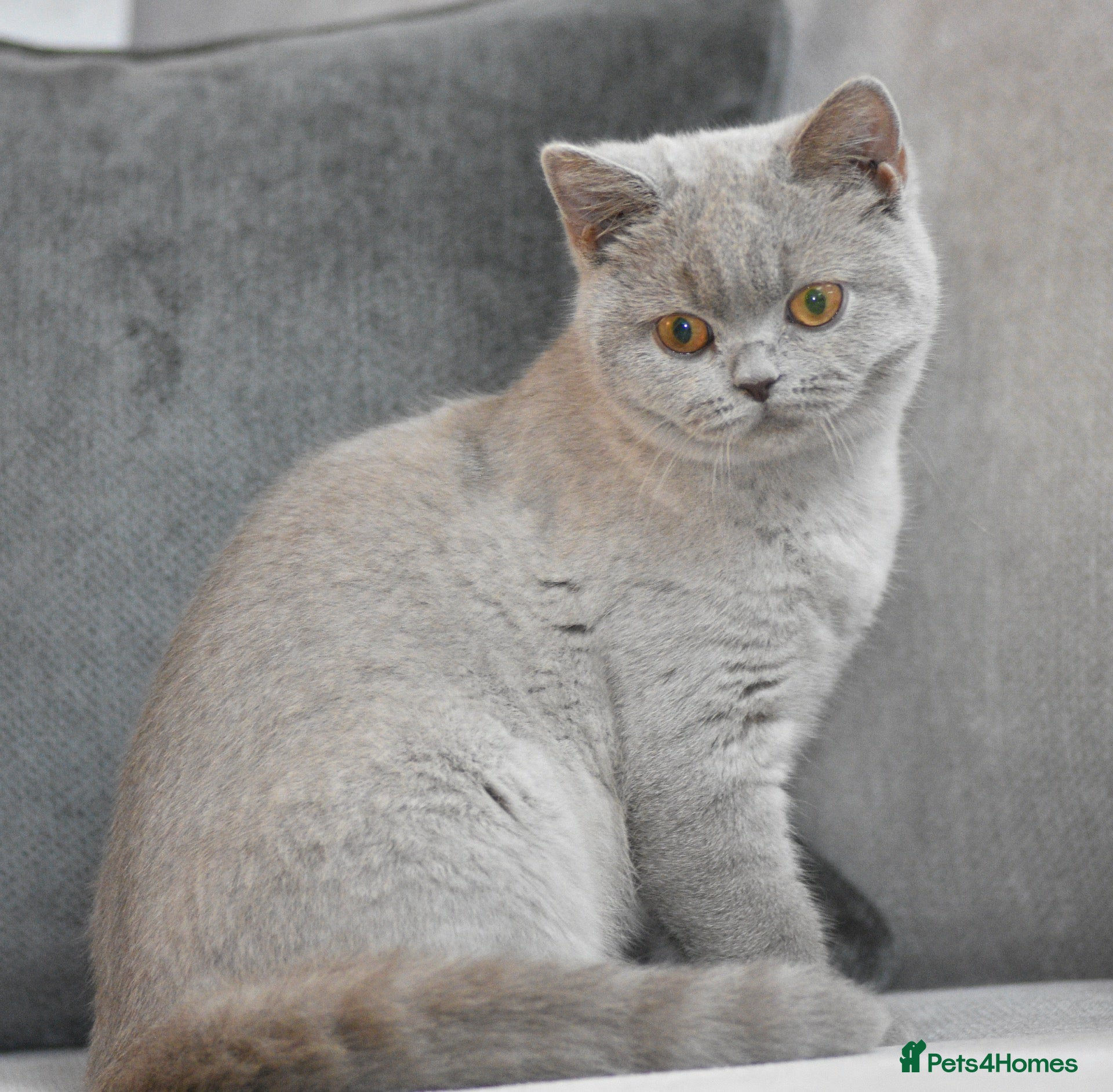 British Shorthair cats GCCF reg BSH baby girls  - Advert 2