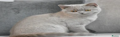 British Shorthair lilac girl 