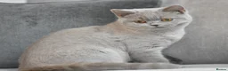 British Shorthair cats for sale: GCCF reg BSH baby girls  - Advert 4