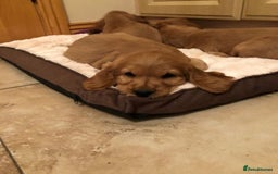Cocker Spaniel dogs for sale: STUNNING HEALTH CHECKED PUPPIES  - Image 4