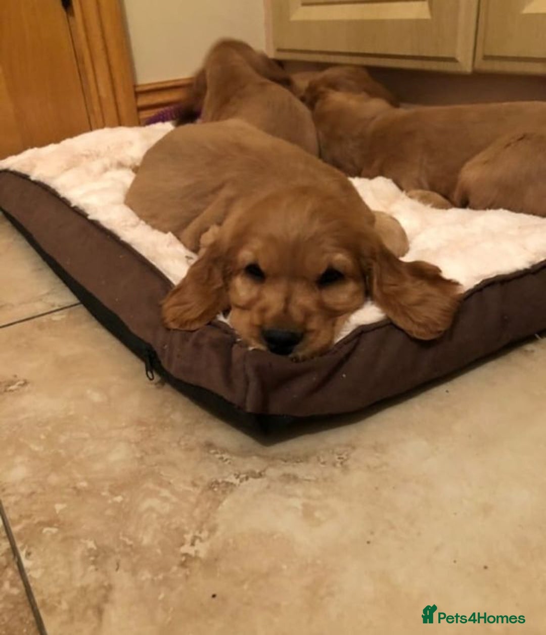 Cocker Spaniel dogs for sale: STUNNING HEALTH CHECKED PUPPIES  - Image 4