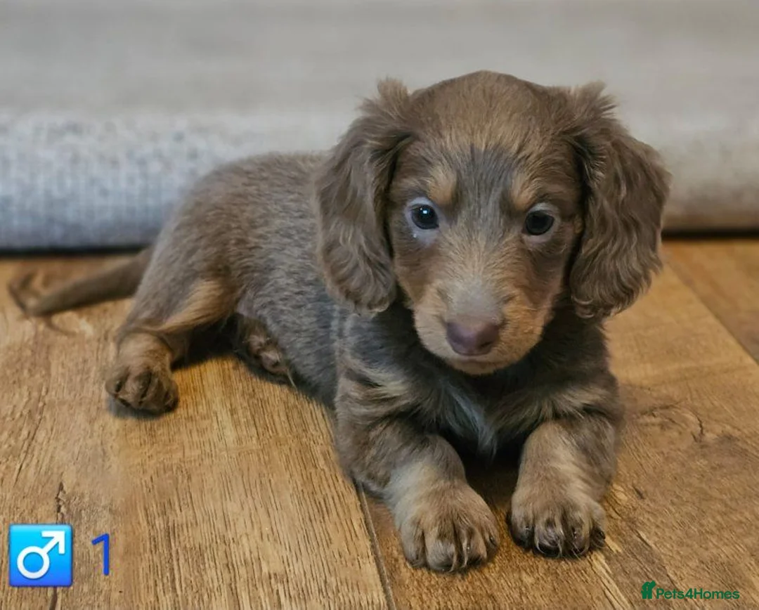 Miniature Dachshund dogs for sale: Adorable Mini Dachshund Puppies - 2 Boys, 2 Girls. in Southampton - Advert 5
