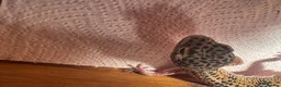 Leopard Gecko reptiles for sale: Leopard geckos I’ve had them for about a year  in Reading - Advert 5