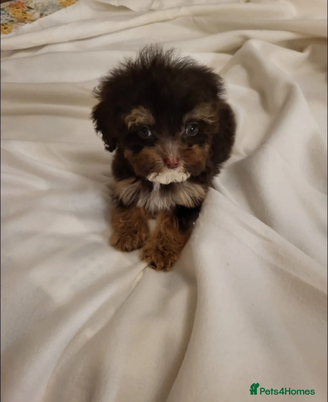 Cavapoo dogs for sale: 4 beautiful fb1 cavapoo puppies for sale!!  - Advert 21