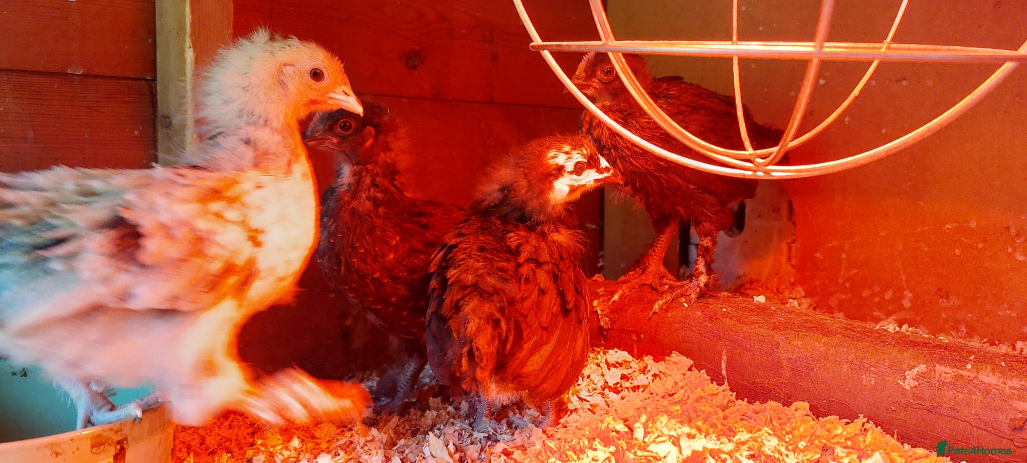 Chickens poultry Baby Chickens 6 Copper Maran - Advert 23