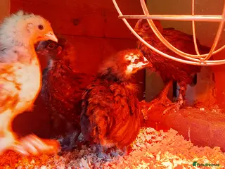 Chickens poultry Baby Chickens 6 Copper Maran - Advert 23