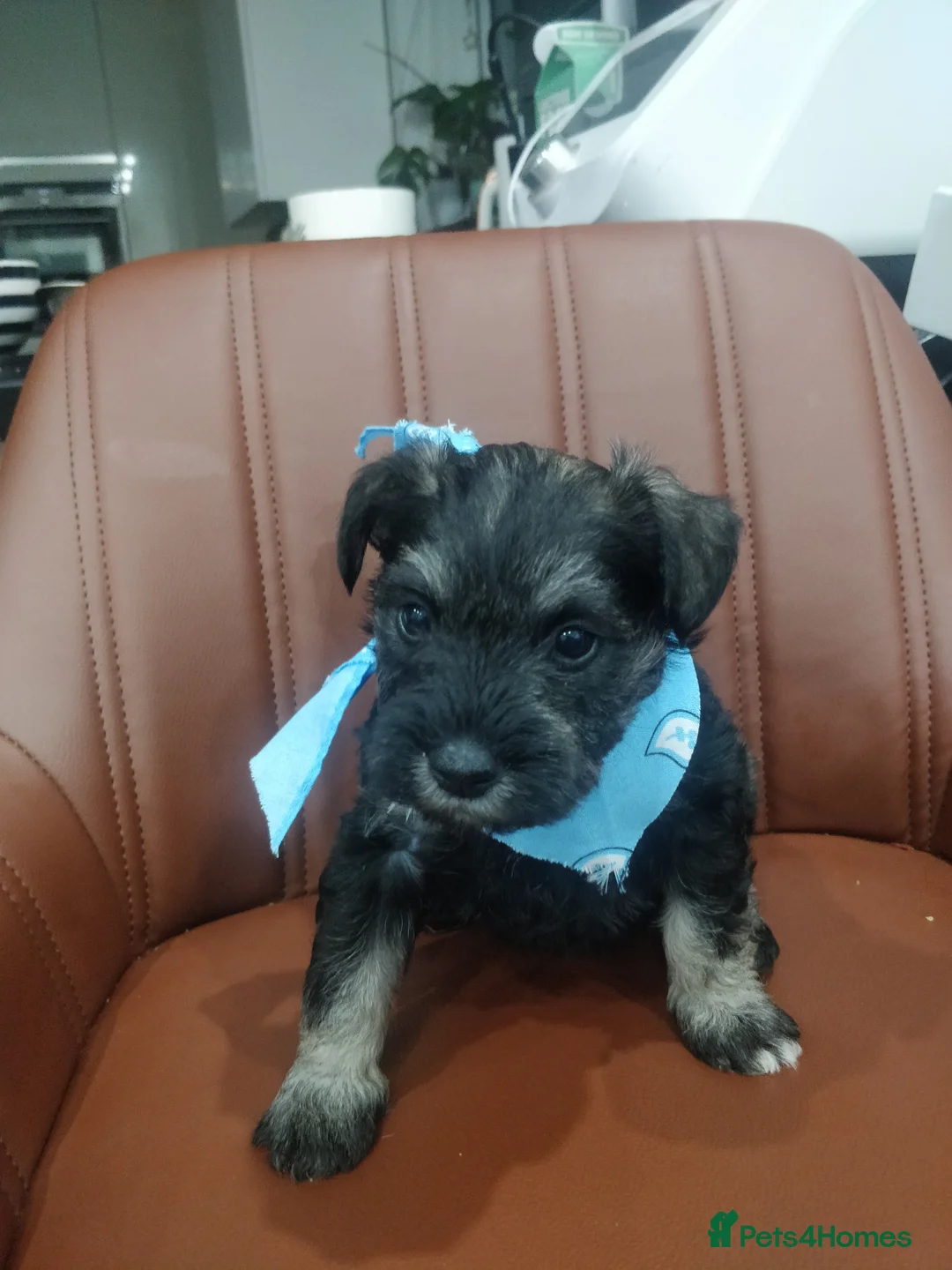 Miniature Schnauzer dogs for sale: Miniature Schnauzer puppy  - Advert 11