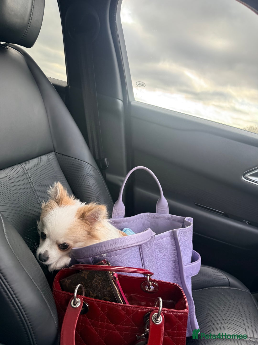 Pomchi dogs for sale: Pomchi boy must go by this week - Image 3