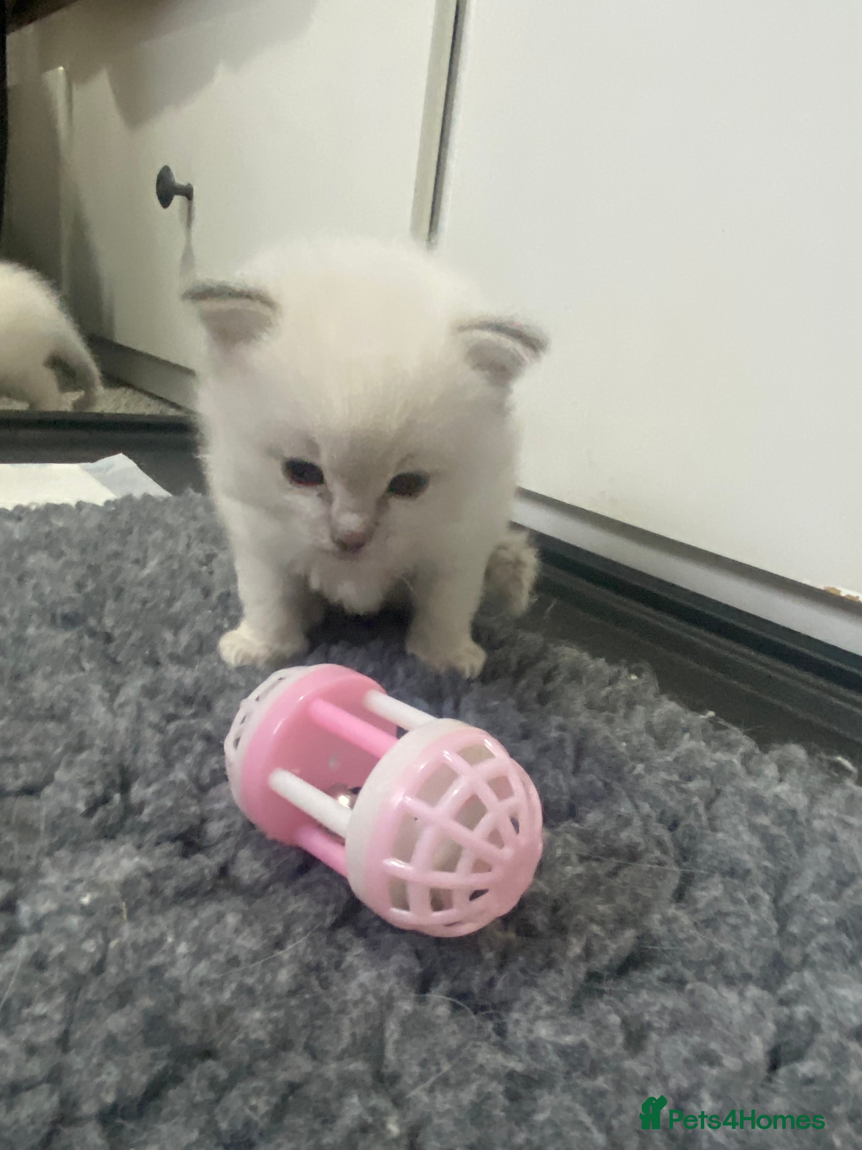 Ragdoll cats Ready to view this weekend! - Advert 1