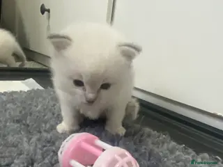 Ragdoll cats Ready to view this weekend! - Advert 1