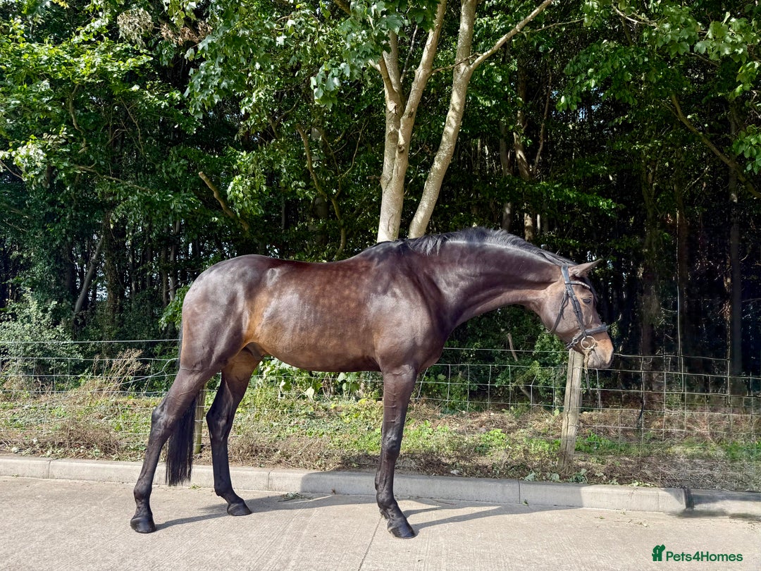 Westphalian horses for sale: Top class youngster - Image 1