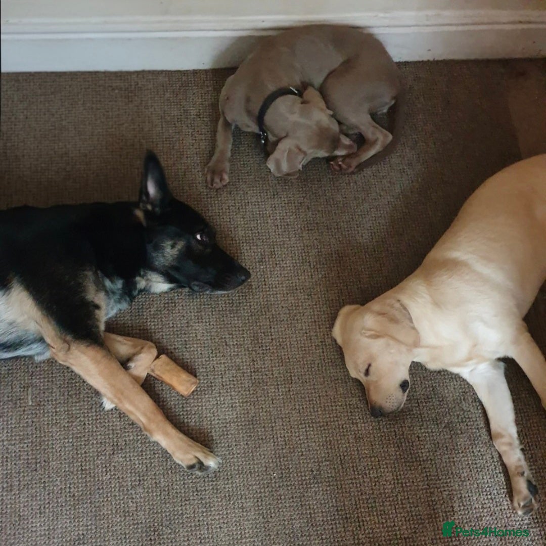 German Shepherd dogs for sale: Gsd x Rottweiler x Deerhound - Marley 💕 - Advert 16