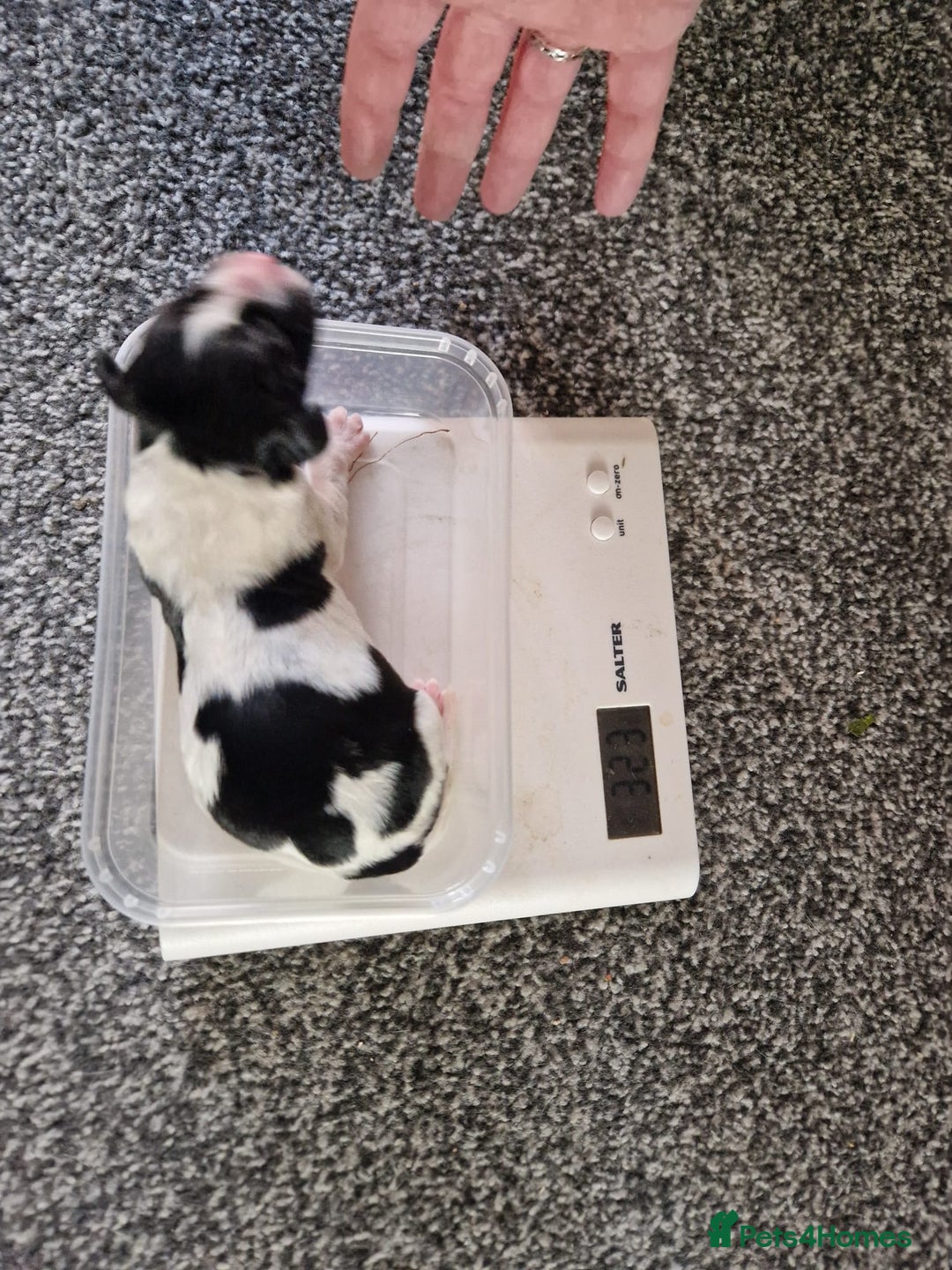 Sprocker dogs for sale: Spaniel Puppies  - Image 5
