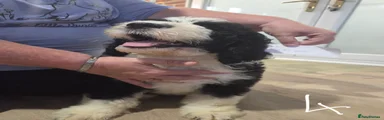 Puppy 4
