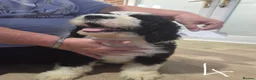 Old English Sheepdog dogs for sale: ONE HANDSOME MALE SHEEPADOODLE AVAILABLE  - Advert 15