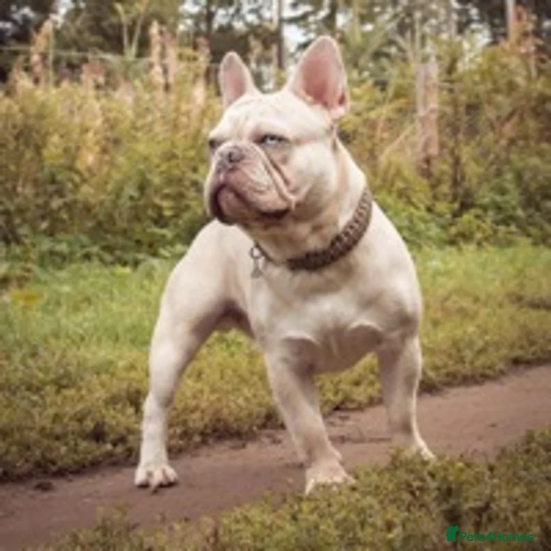 French Bulldog dogs for stud: 🦁HUNCHO🦁PUP BACK DEAL 1ST PICK FEMALE‼️ in Northampton - Advert 6