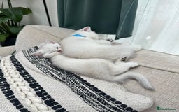 British Shorthair cats for sale: White silver shaded BSH boy and girl available🐈 - Image 6