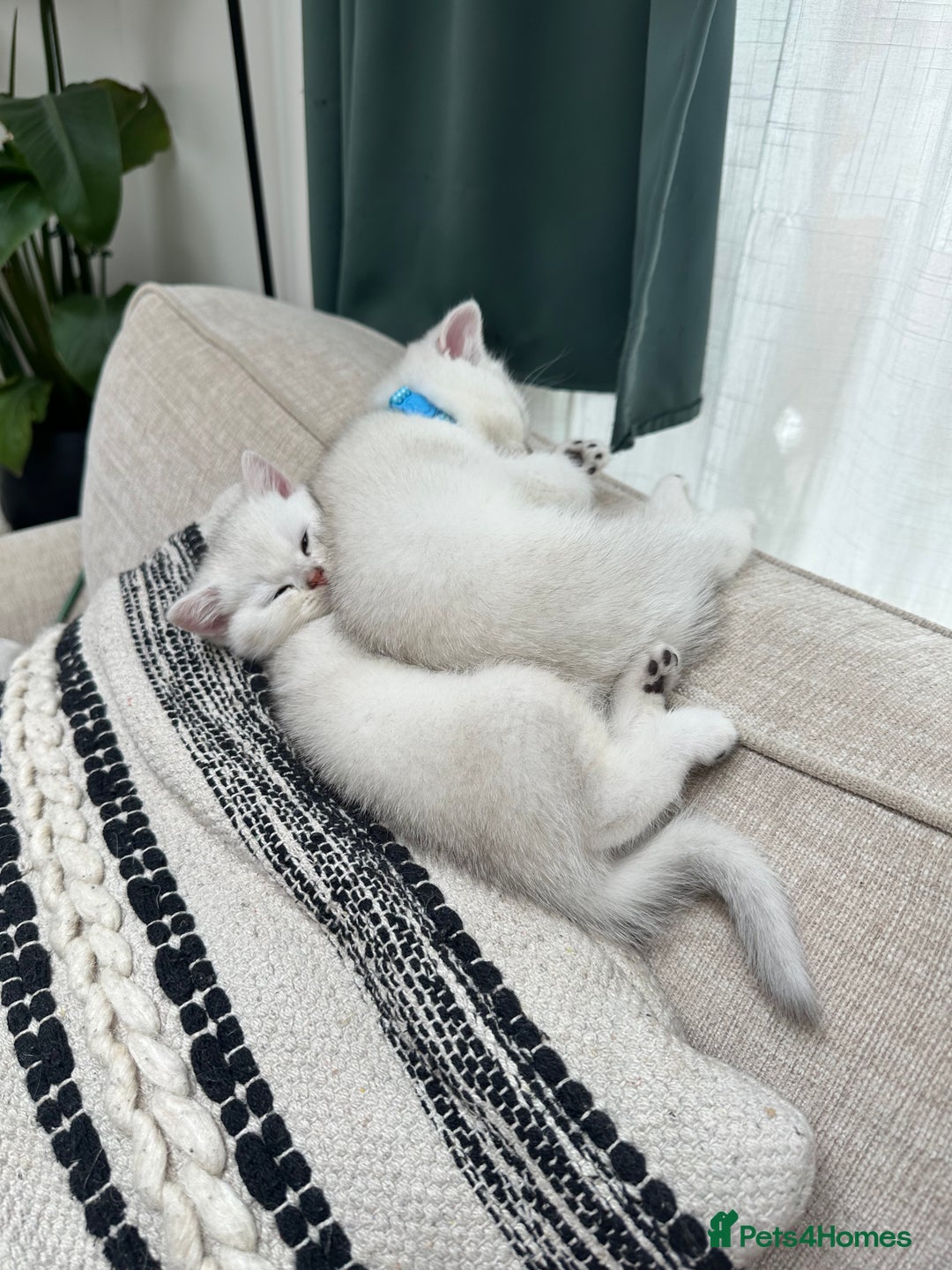 British Shorthair cats for sale: White silver shaded BSH boy and girl available🐈 - Image 6
