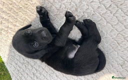 Labrador Retriever dogs for sale: 10 Beautiful black Labrador puppies - Image 6