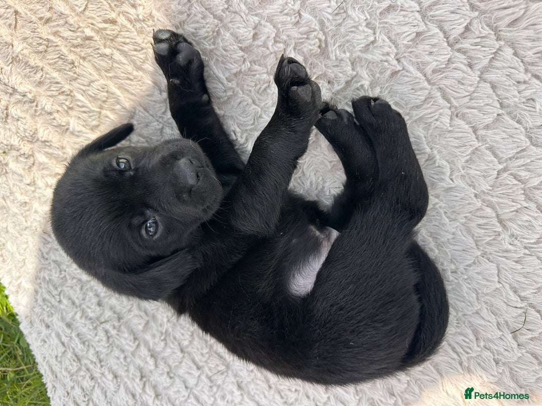 Labrador Retriever dogs for sale: 10 Beautiful black Labrador puppies - Image 6