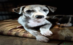 Whippet dogs for sale: Show Quality Blue Brindle KC Registered Whippets - Image 36