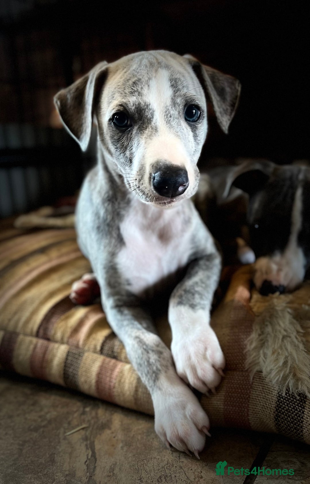 Whippet dogs for sale: Show Quality Blue Brindle KC Registered Whippets - Image 36